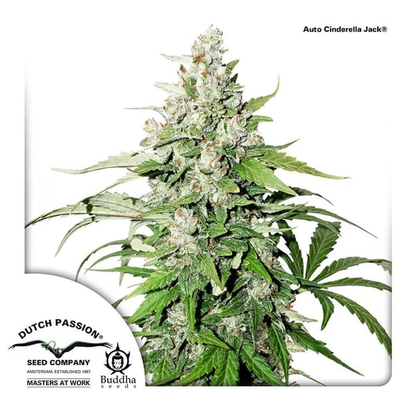 Auto-Cinderella-Jack-Dutch-Passion cannabisfrø