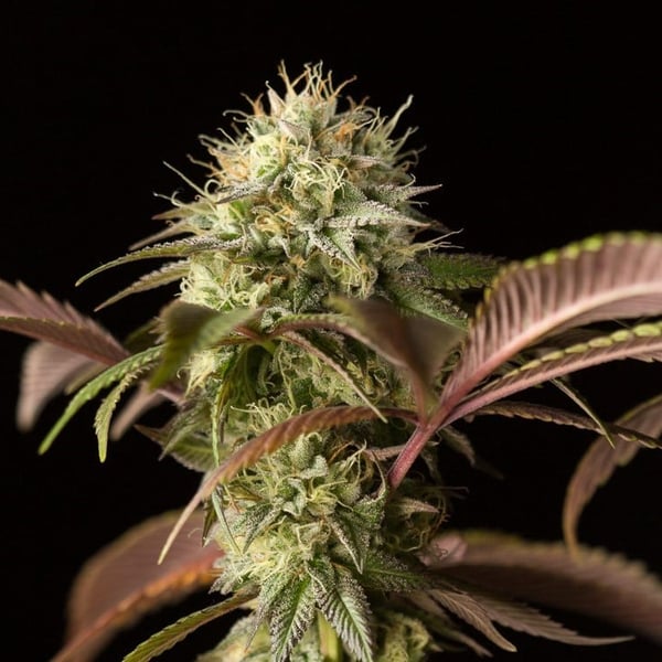 Black Widow Auto Nordland Seeds cannabisfrø