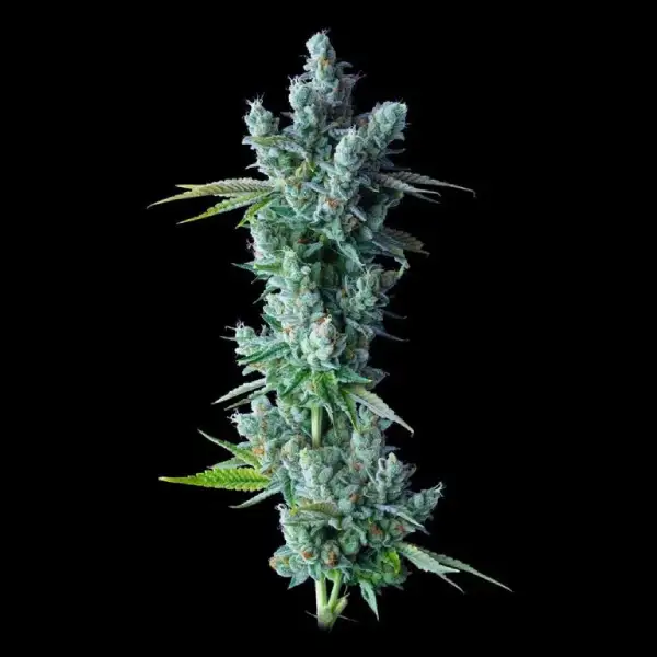 Kosher Dawg DNA Genetics cannabisfrø