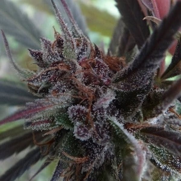 Haze X Kali China Ace Seeds cannabisfrø