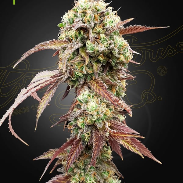 West Coast OG x Gelato Auto 41 Green House Seed Company cannabisfrø