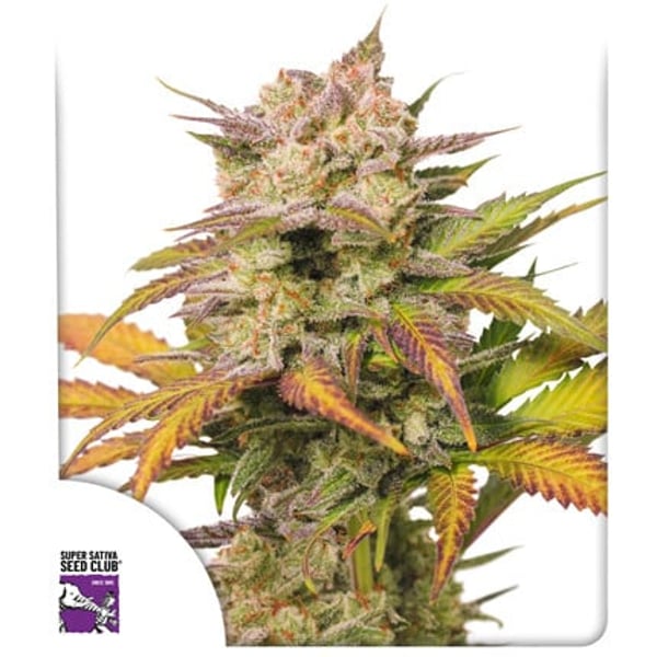 sweet-bourbon-auto-kush
