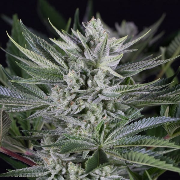 Super Silver Haze Auto Nordland Seeds cannabisfrø