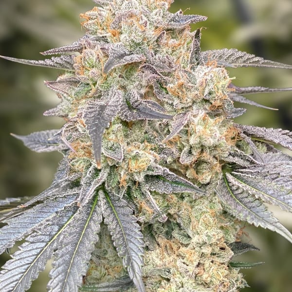 Gorilla Zkittlez Fast High Speed Buds cannabisfrø