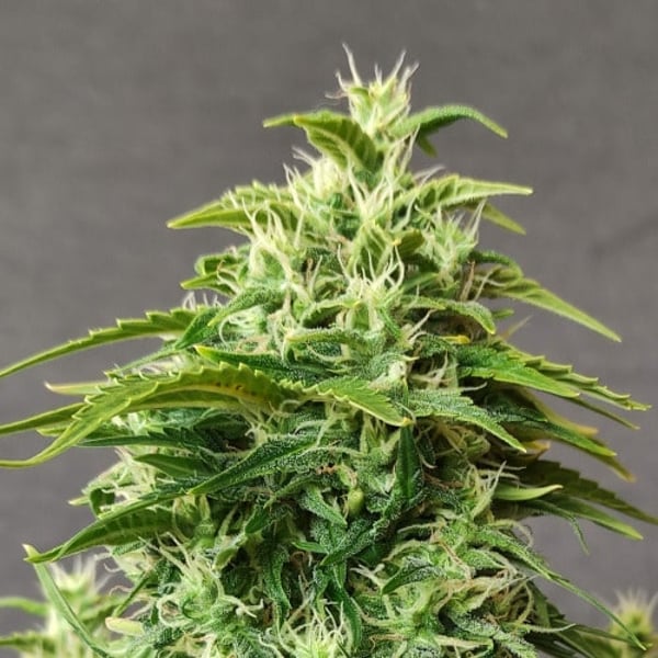 Chronic Ryder Auto Doctor's Choice cannabisfrø