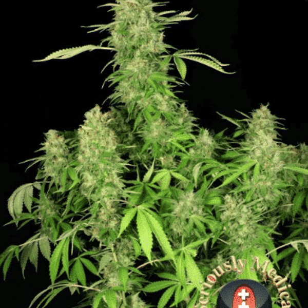 Cannabisfrø CBD Chronic Serious Seeds