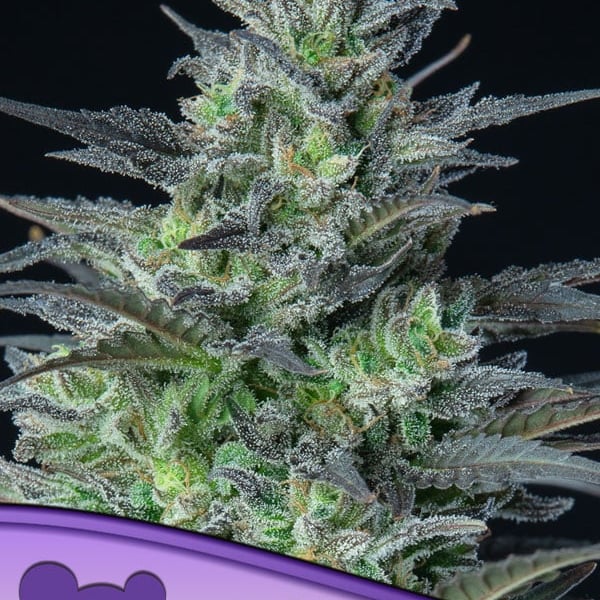 Auto Sleepy Joe Anesia Seeds cannabisfrø skunkfrø