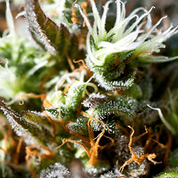 Lemon Ice 2.0 Ripper Seeds cannabis seeds