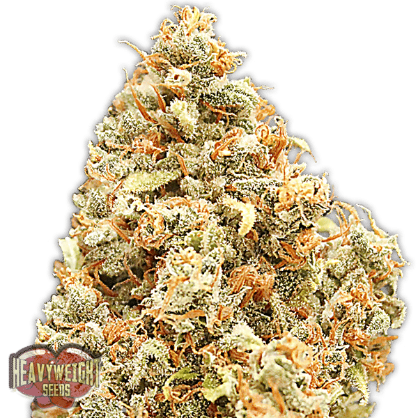 Monster Profit Heavyweight Seeds cannabisfrø