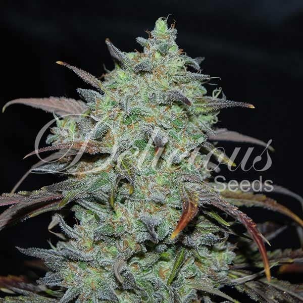 Marmalate Delicious Seeds cannabisfrø