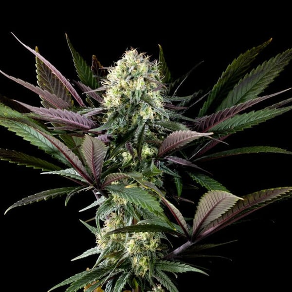 Apple Fritter Kannabia cannabisfrø
