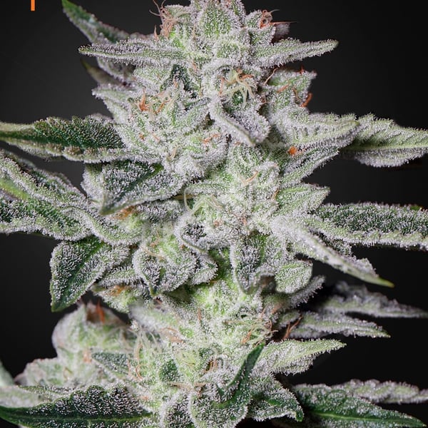 Sweet Valley Kush Green House Seed Company cannabisfrø