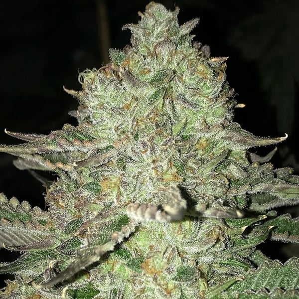 Fat Bastard Auto Nordland Seeds cannabisfrø