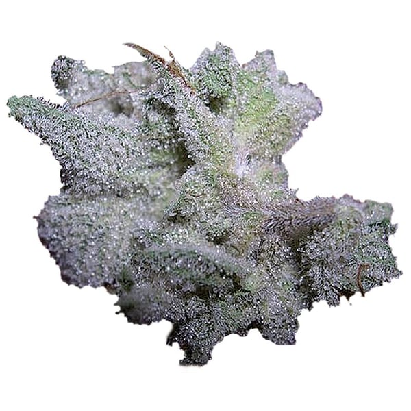 Brain Damage Growers Choice cannabisfrø 2