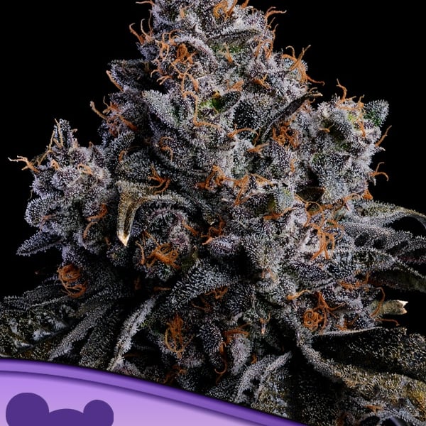 Grape Pop Rocks Auto Anesia Seeds cannabisfrø