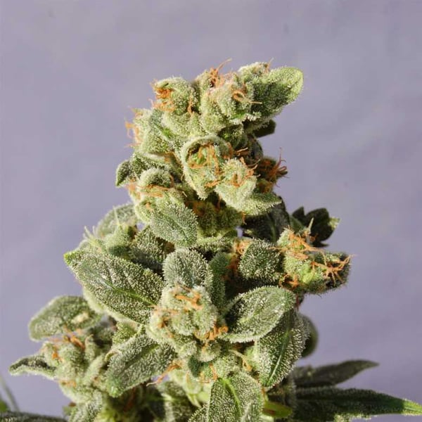 Gnomo Auto Kannabia skunkfrø cannabisfrø