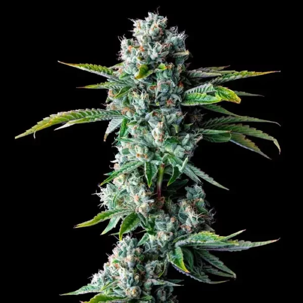 Skywalker Kush DNA Genetics cannabisfrø