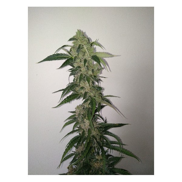 Soft Ice Auto