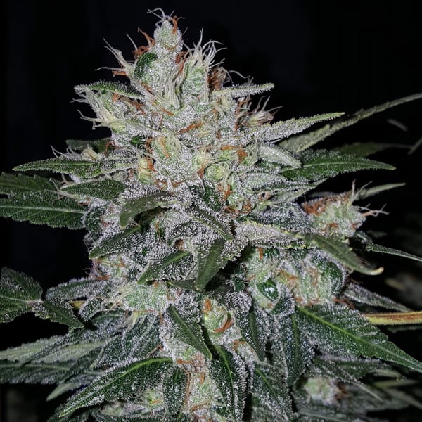 Auto cannabisfrø Master Kush Auto CPHseeds