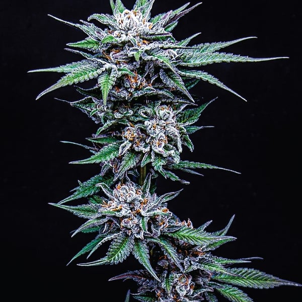 Blueberry Pancakes Humboldt Seed Co.