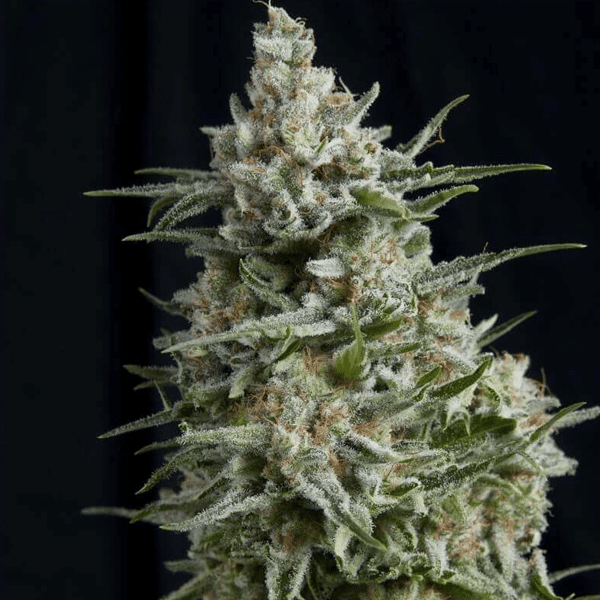 Anesthesia Pyramid Seeds cannabisfrø