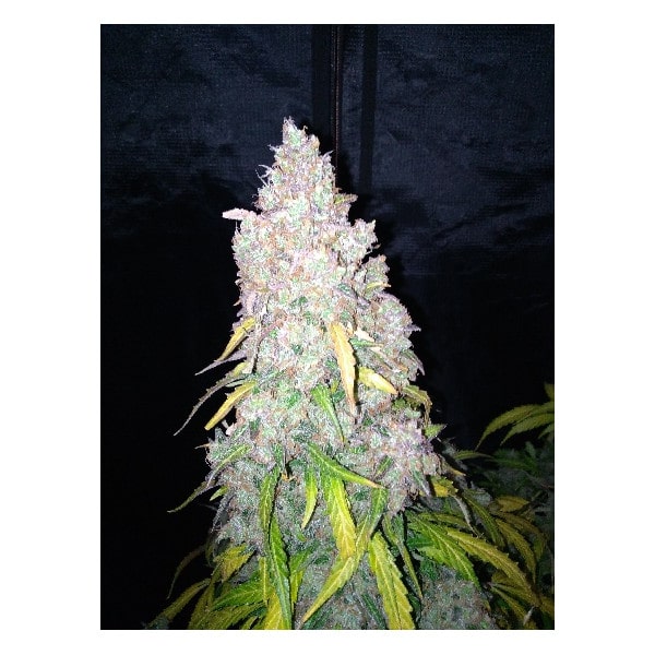 Northern Cookies Auto