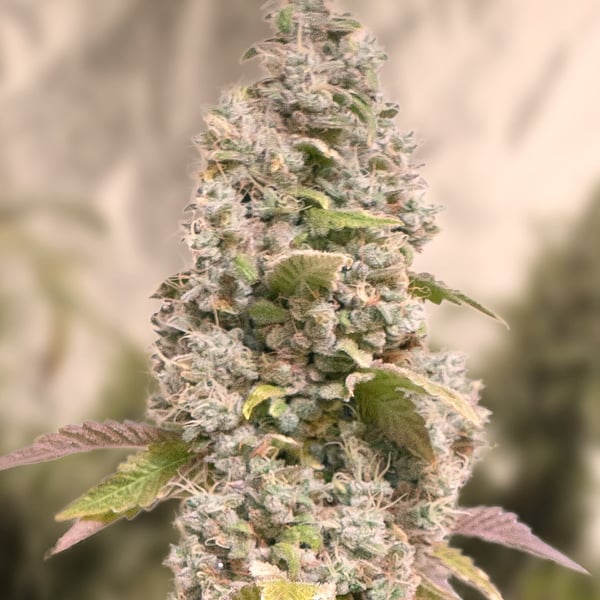 Gorilla Cookies Fast High Speed Buds cannabisfrø