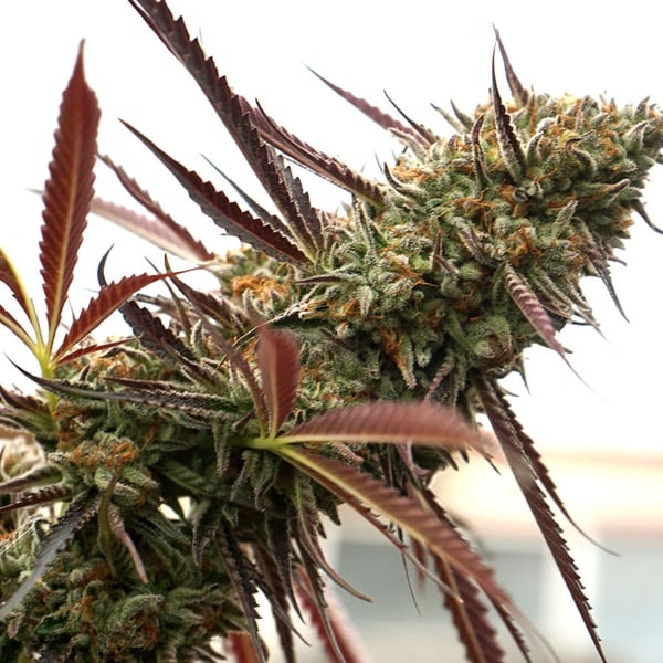 Ghost of NYC Humboldt Seed Organization cannabisfrø