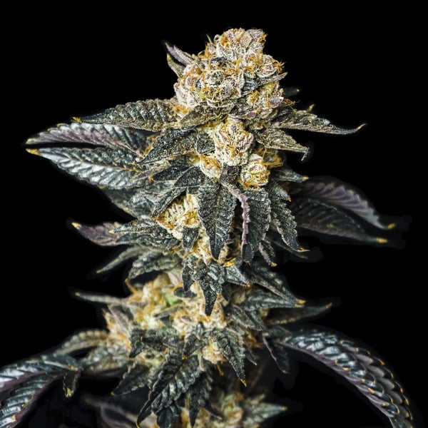 Zkittaberry Auto Exotic Seed cannabisfrø