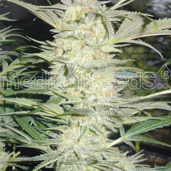 Medicinske cannabisfrø white widow
