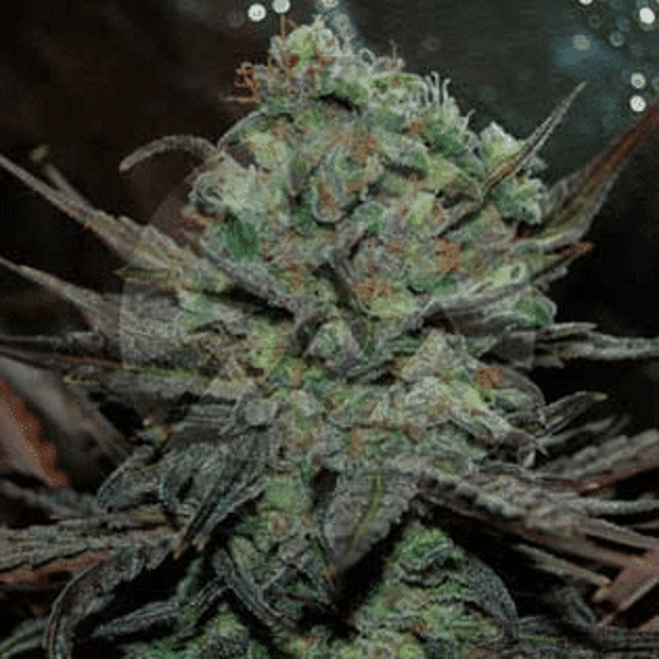 Eleven Roses Auto Delicious Seeds cannabisfrø