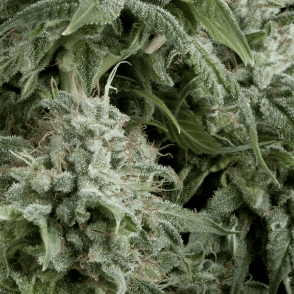Auto Northern Lights CBD Pyramid Seeds cannabisfrø