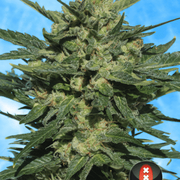 Cannabisfrø Autoflowering White Russian #1 Serious Seeds