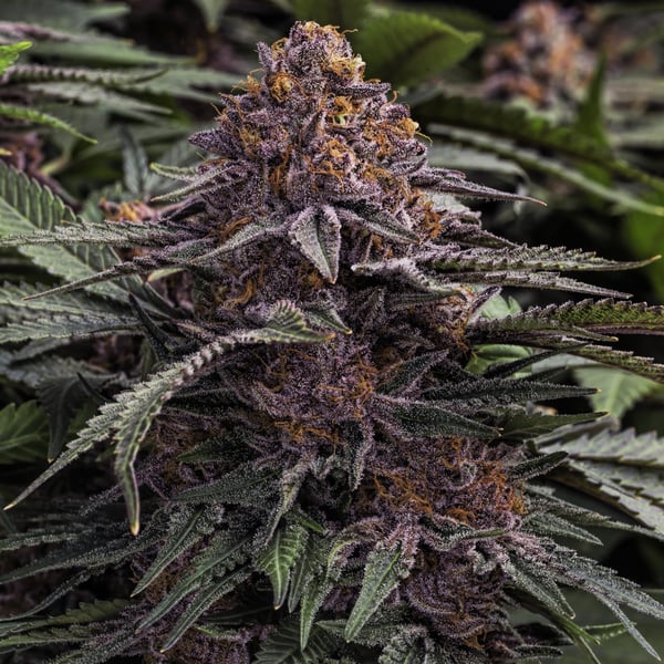 Granddaddy Purple Auto Nordland Seeds cannabisfrø