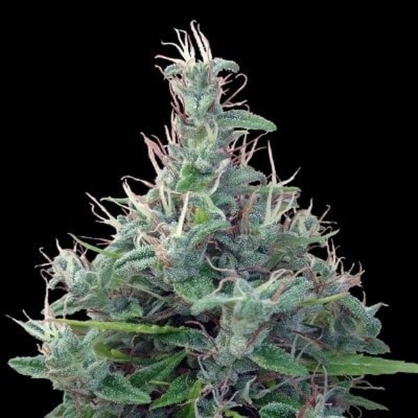 Lebanese Standard Ace Seeds cannabisfrø
