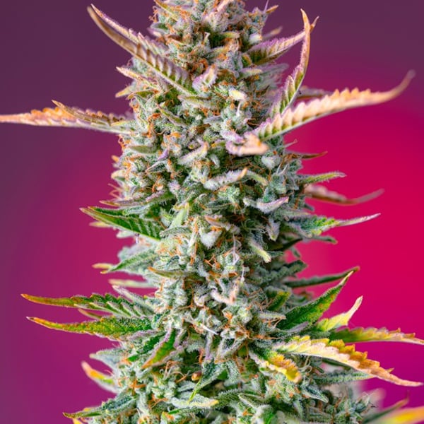 Gorilla Sherbet F1 Fast Version Sweet Seeds cannabisfrø
