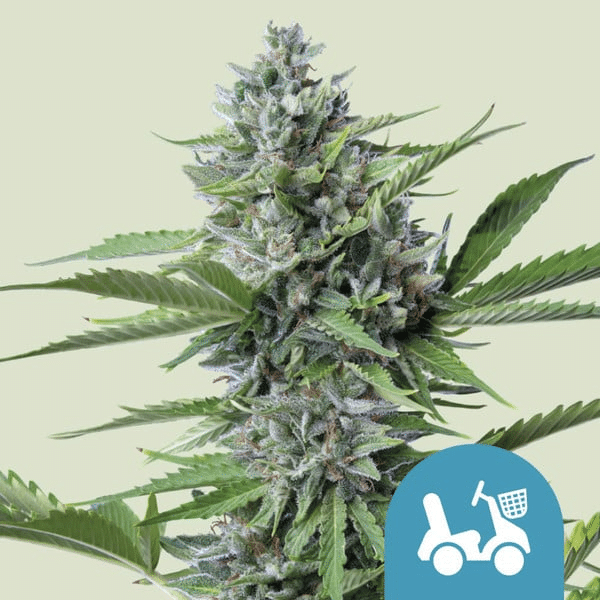 Fast Eddy Auto CBD Royal Queen Cannabisfrø Skunkfrø