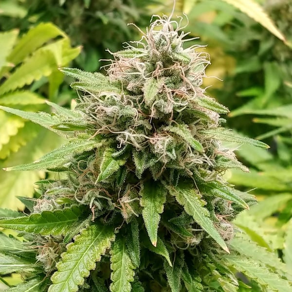 Pineapple Express Auto Nordland Seeds cannabisfrø skunkfrø