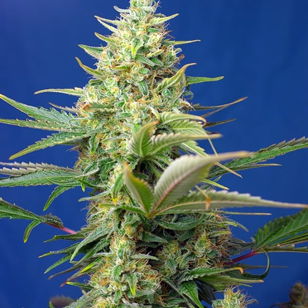 Sweet Pure Auto CBD Sweet Seeds cannabisfrø