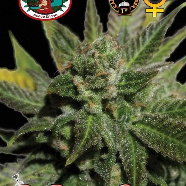Big Buddha Cheese Big Buddha Seeds cannabisfrø