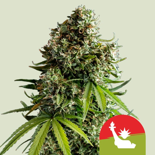 NYC Sour D Auto Tyson 2.0 cannabisfrø