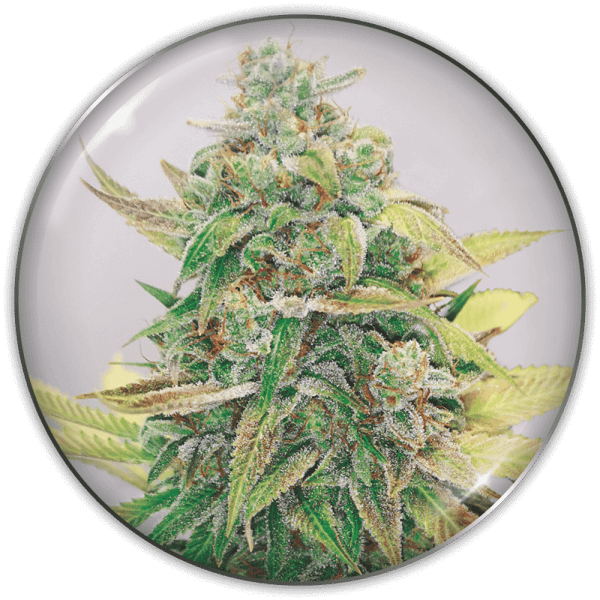 Strawberry Cake CBD Medical Seeds medicinske cannabisfrø