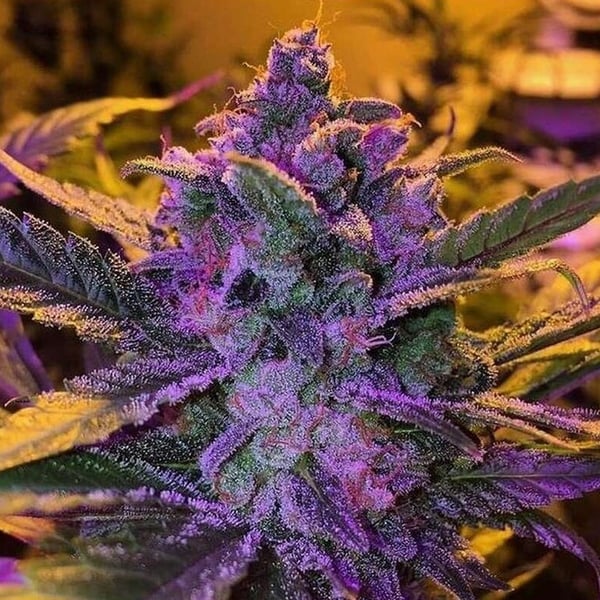 Purple Haze Auto cannabisfrø skunkfrø