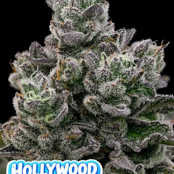 Hollywood Rain Anesia Seeds cannabis seeds