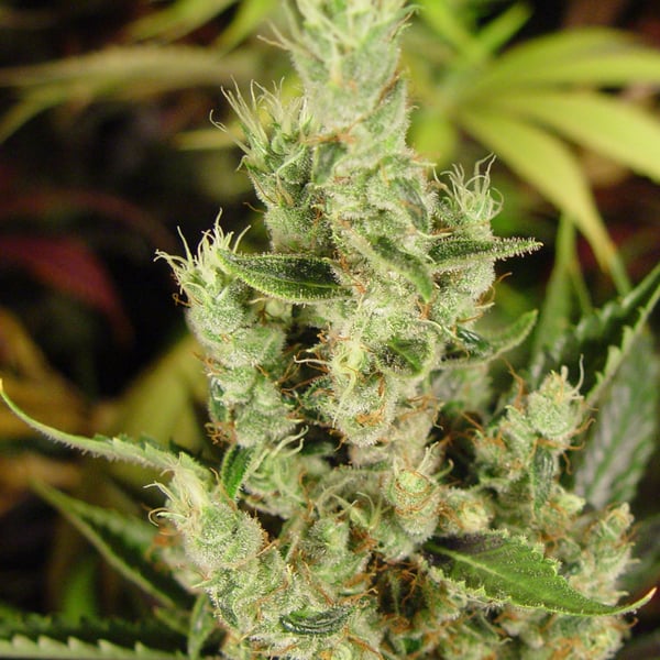 Amnesia Haze Soma Sacred Seeds cannabisfrø