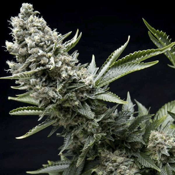 New York City Pyramid Seeds cannabisfrø