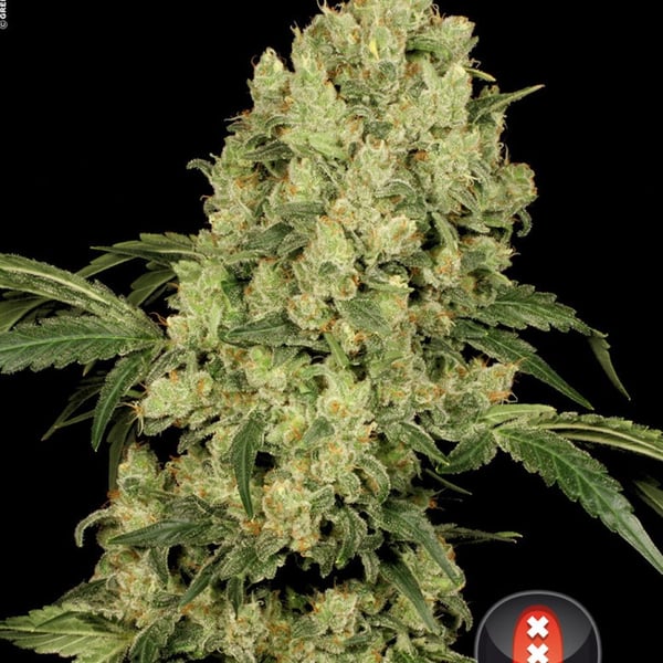 Cannabisfrø AK-47 Serious Seeds (2)