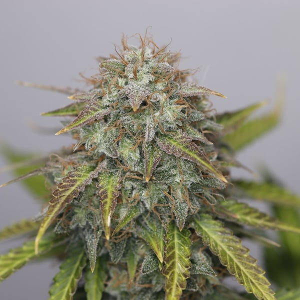 Auto cannabisfrø G13 Project Auto CPHseeds
