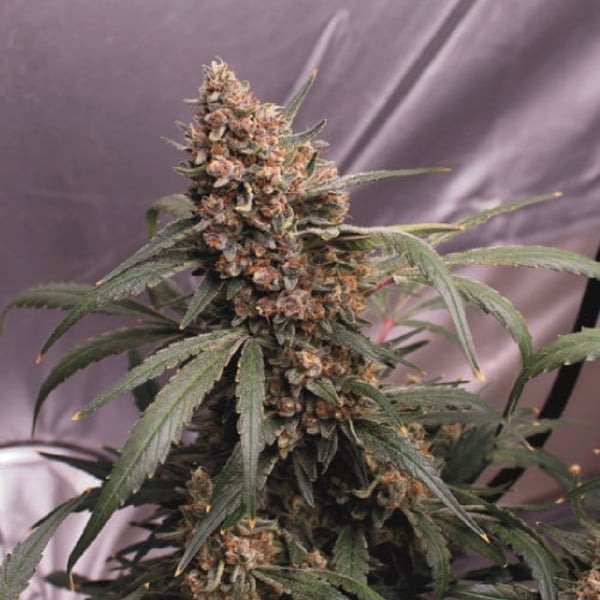 Red Gorilla XL Auto Nordland Seeds cannabisfrø