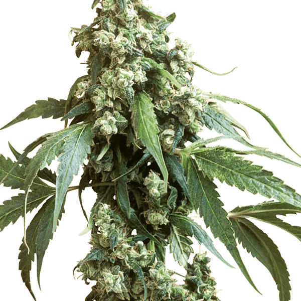 Cannabisfrø Sensi Seeds Jack Flash 5 Feminiserede